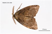 藏品(毒蛾科)的圖片